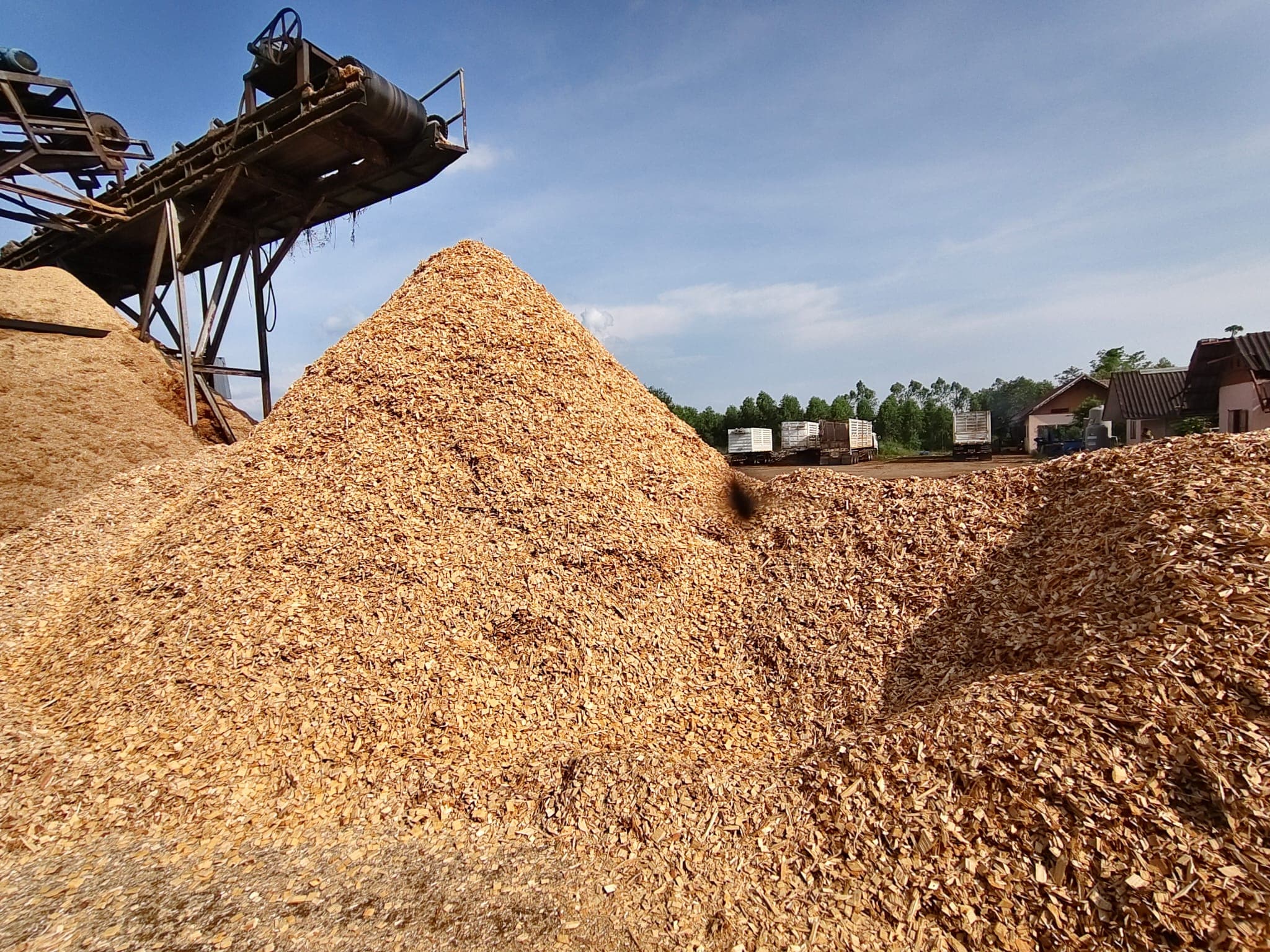 Industrial-scale eucalyptus wood chip storage and loading