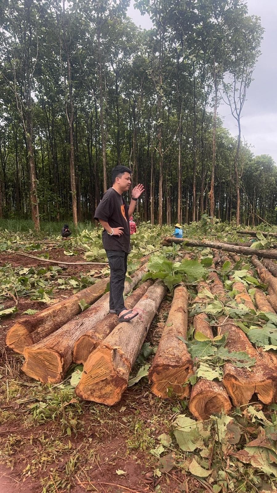 Harvested Thai Gold Teak logs in plantation setting