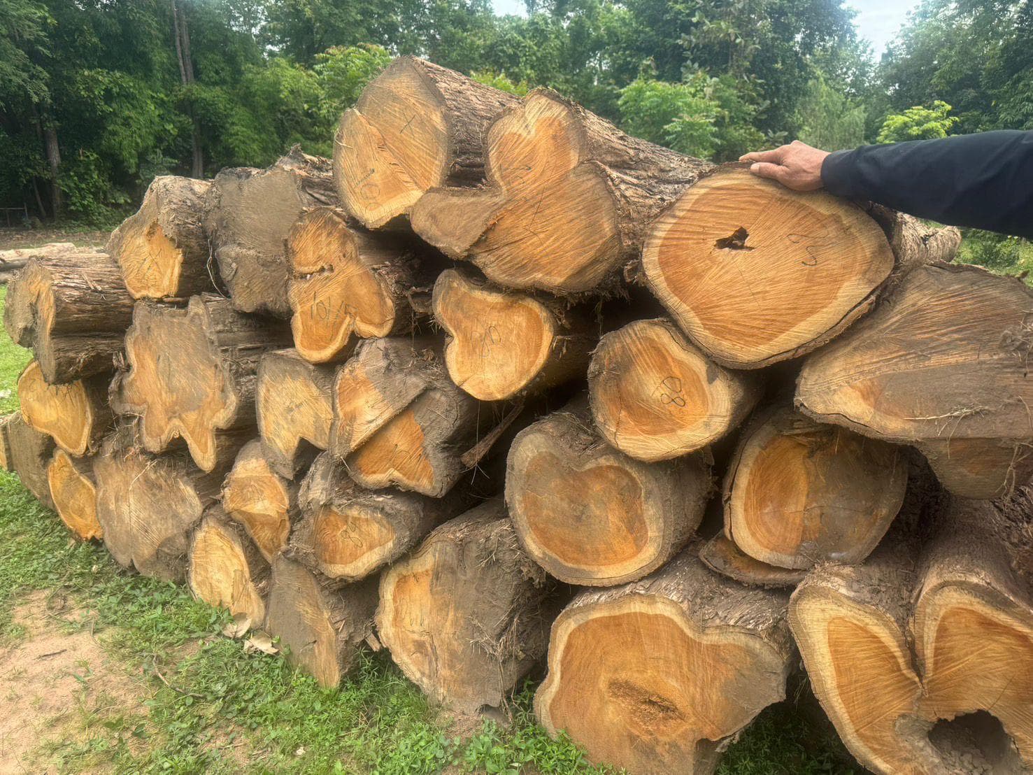 Golden heartwood Thai teak logs with inventory markings