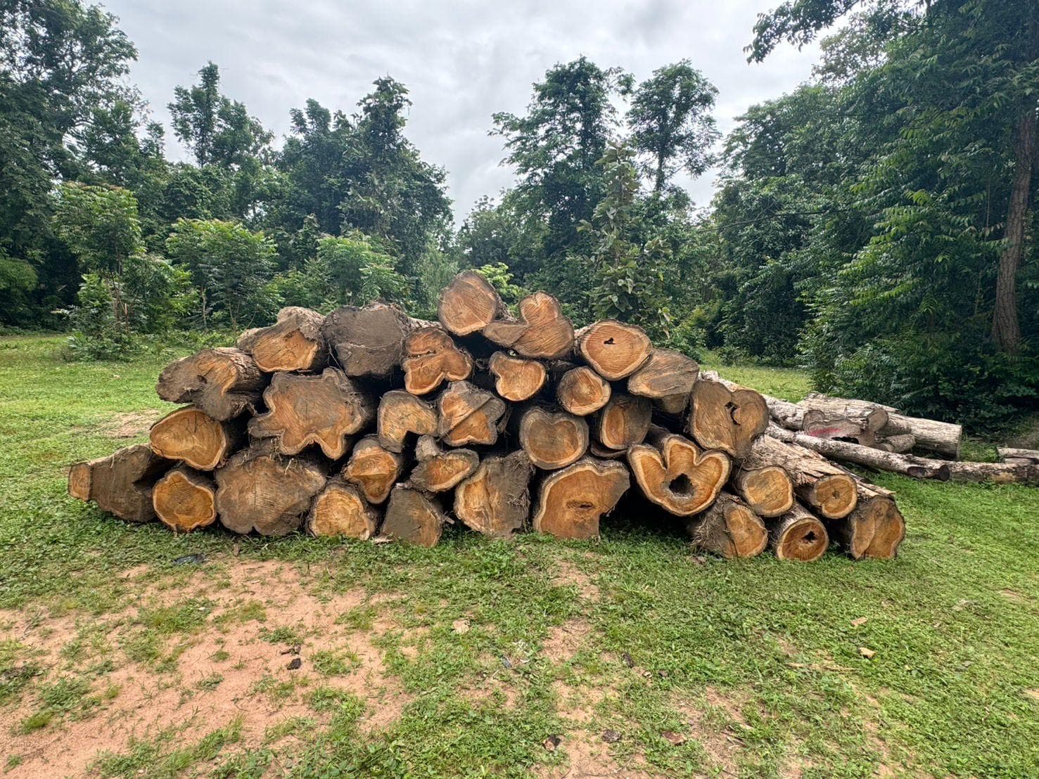 Plantation-grown Thai teak logs stacked at harvest site
